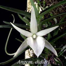Load image into Gallery viewer, [NEW] Angraecum Didieri, Didier&#39;s Angraecum, White Flower
