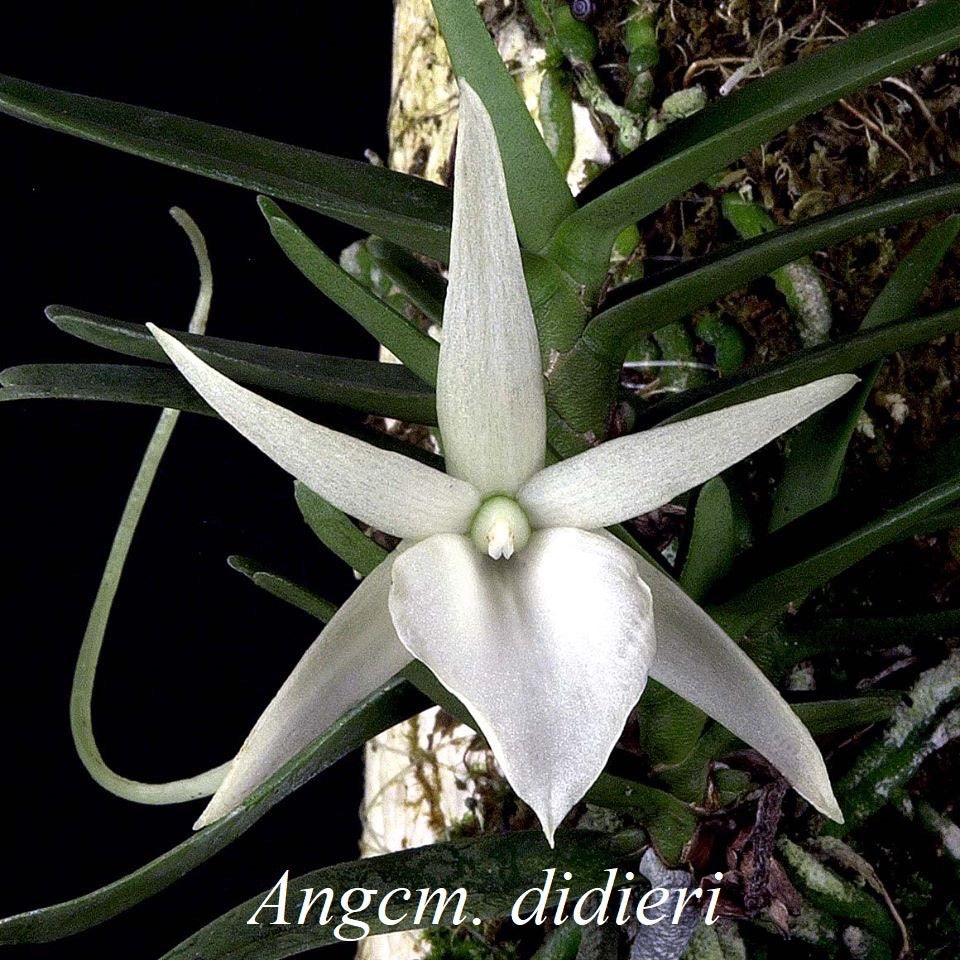 [NEW] Angraecum Didieri, Didier's Angraecum, White Flower