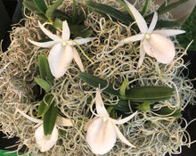 Load image into Gallery viewer, [NEW] Angraecum Didieri, Didier&#39;s Angraecum, White Flower
