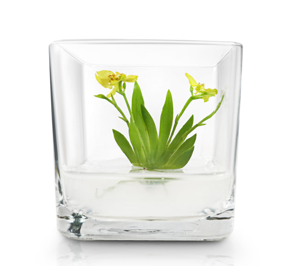 Orchid Bonsai, Psygmorchis Pusilla, Open Pot Design, Beautiful Glass Votive