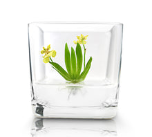 Load image into Gallery viewer, Orchid Bonsai, Psygmorchis Pusilla, Open Pot Design, Beautiful Glass Votive
