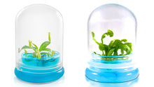 Load image into Gallery viewer, [Bundle] Venus Flytrap &amp; Pitcher Plant, Insect Nightmare Set, Dome Glass - Orchid Gene
