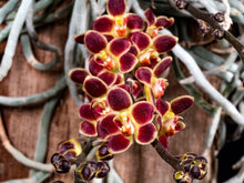 Load image into Gallery viewer, Chiloschista Lunifera, Moon Chiloschista, Leafless Orchid
