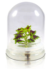Load image into Gallery viewer, Coleus (Inky fingers), Floral Terrarium, Great Ornamental Live Plant
