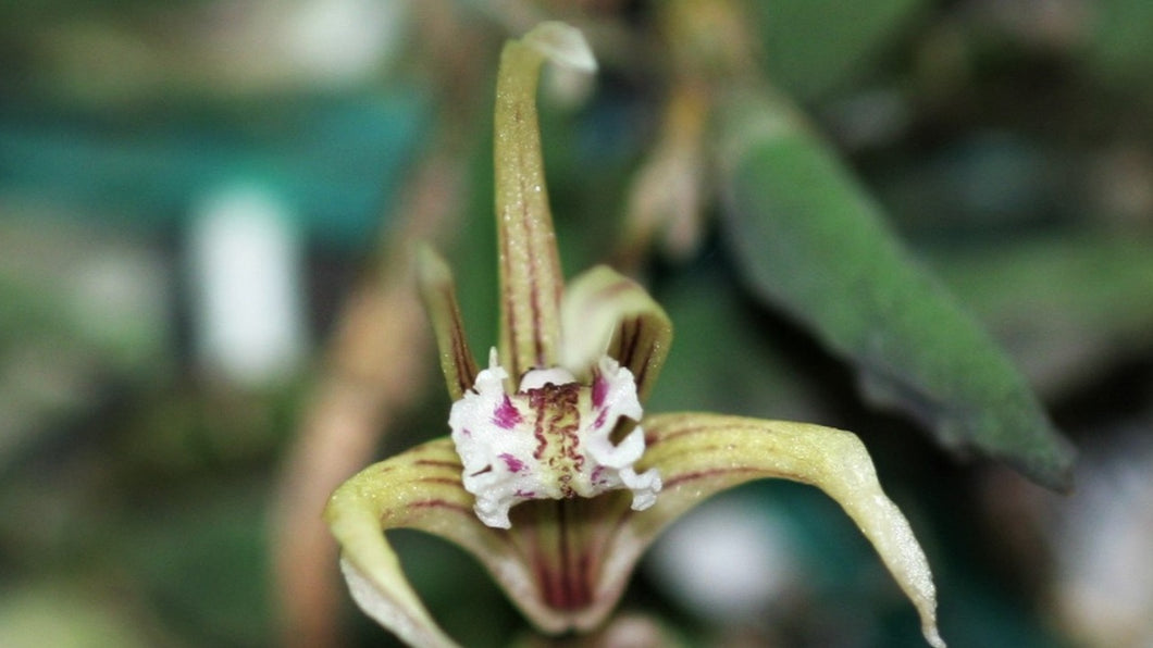 Dendrobium Cucumerinum, Cucumber Orchid, Tiny-pickle-leaves - Orchid Gene