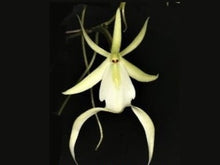 Load image into Gallery viewer, Dendrophylax Lindenii, Ghost Orchid, White Frog Orchid, Palm Polly, Leafless
