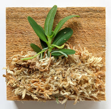 Load image into Gallery viewer, Haraella Retrocalla, Taiwan Fragrant Orchid (香蘭), Miniature Orchid, Easy to Grow
