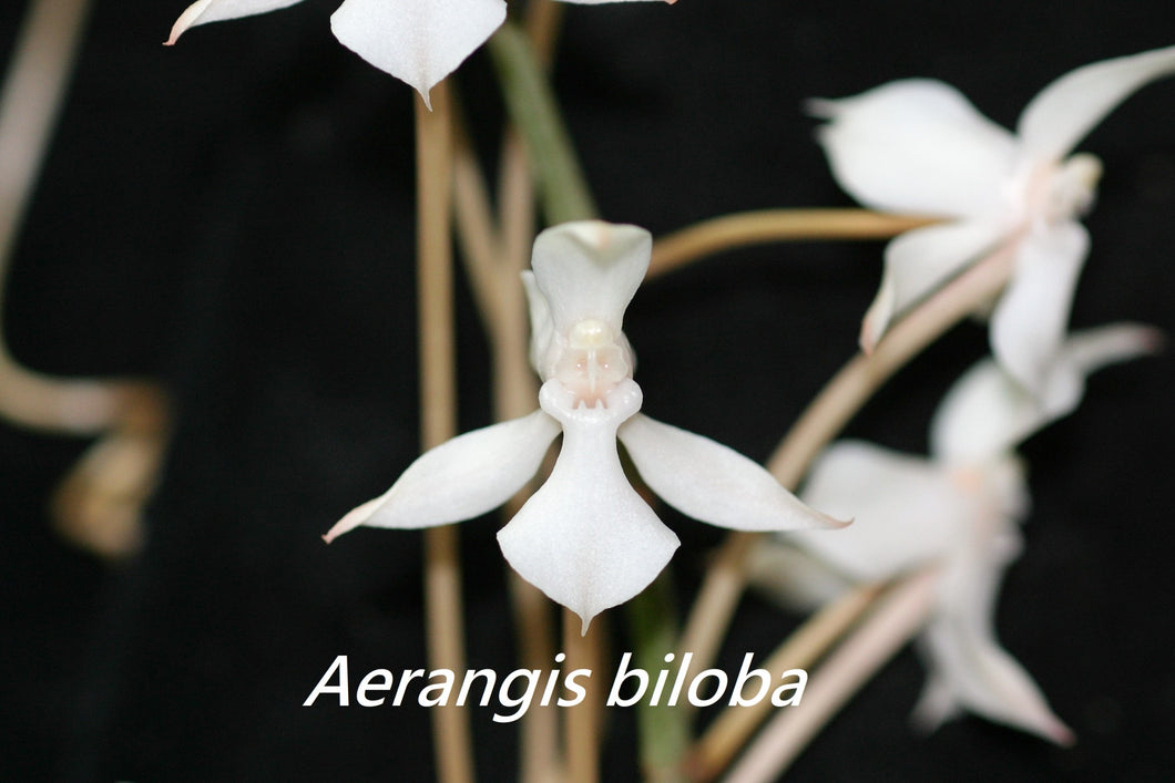 Mounted orchid: Aerangis biloba x sib