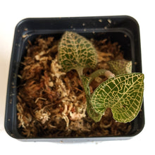 Load image into Gallery viewer, Anoectochilus Roxburghii Hayata &#39;Hong Sia&#39;, Roxburgh&#39;s Anoectochilus, Marbled Jewel Orchid
