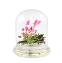 Load image into Gallery viewer, Live Celosia &amp; Coleus, Assembled Flower Terrarium, Jumbo Size, 1 + 1 &gt; 2 - Orchid Gene
