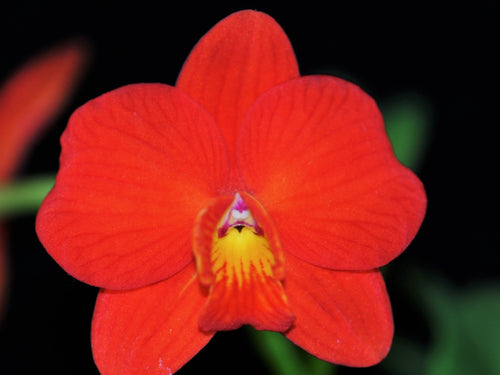 Cattleya Chief Gem, Red Jewel, Red Flower, Wood Mount - Orchid Gene