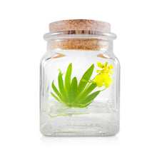 Load image into Gallery viewer, Live Miniature Orchid Terrarium, Psygmorchis Pusilla, Signature Product
