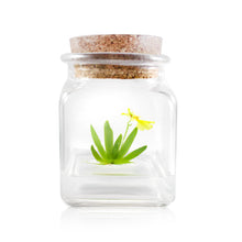 Load image into Gallery viewer, Live Miniature Orchid Terrarium, Psygmorchis Pusilla, Signature Product

