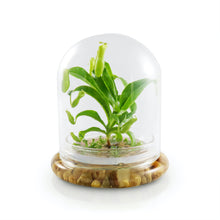 Load image into Gallery viewer, Live Pitcher Plant Terrarium, Nepenthes Tobaica with Moss, Must-have Home Décor
