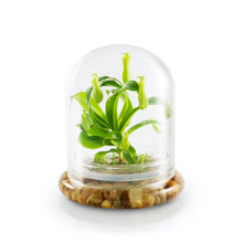 Load image into Gallery viewer, Live Pitcher Plant Terrarium, Nepenthes Tobaica with Moss, Must-have Home Décor
