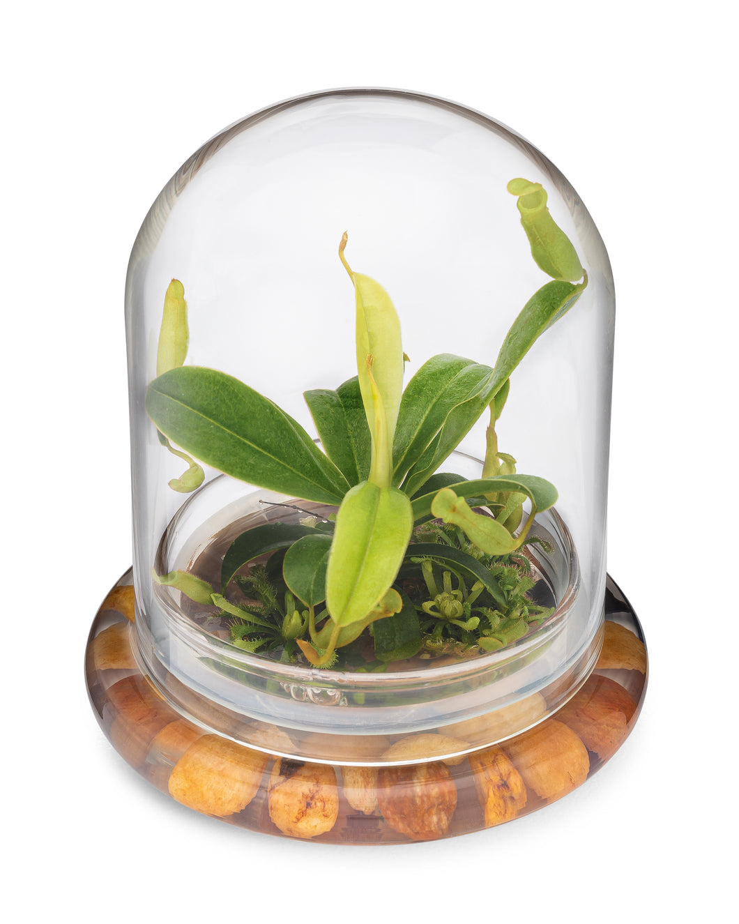 Live Pitcher Plant Terrarium, Nepenthes Tobaica with Moss, Must-have Home Décor