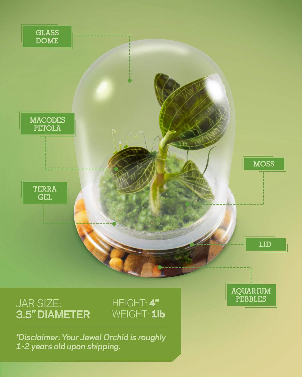 Jewel Orchid Terrarium, Macodes Petola, Great Unique Gift, 100% Growth  Guarantee