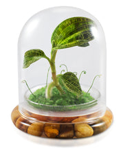 Load image into Gallery viewer, Jewel Orchid Terrarium, Macodes Petola, Great Unique Gift, 100% Growth Guarantee
