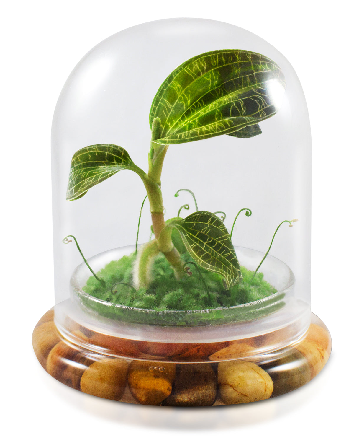 Jewel Orchid Terrarium, Macodes Petola, Great Unique Gift, 100% Growth  Guarantee