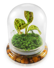 Load image into Gallery viewer, Jewel Orchid Terrarium, Macodes Sanderiana, Great Unique Gift, 100% Growth Guarantee - Orchid Gene
