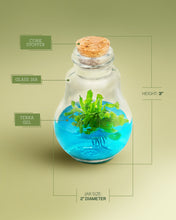 Load image into Gallery viewer, Venus Flytrap Terrarium, Signature Product, Amazon&#39;s Choice, Walmart Best Sellers #1 in 2022

