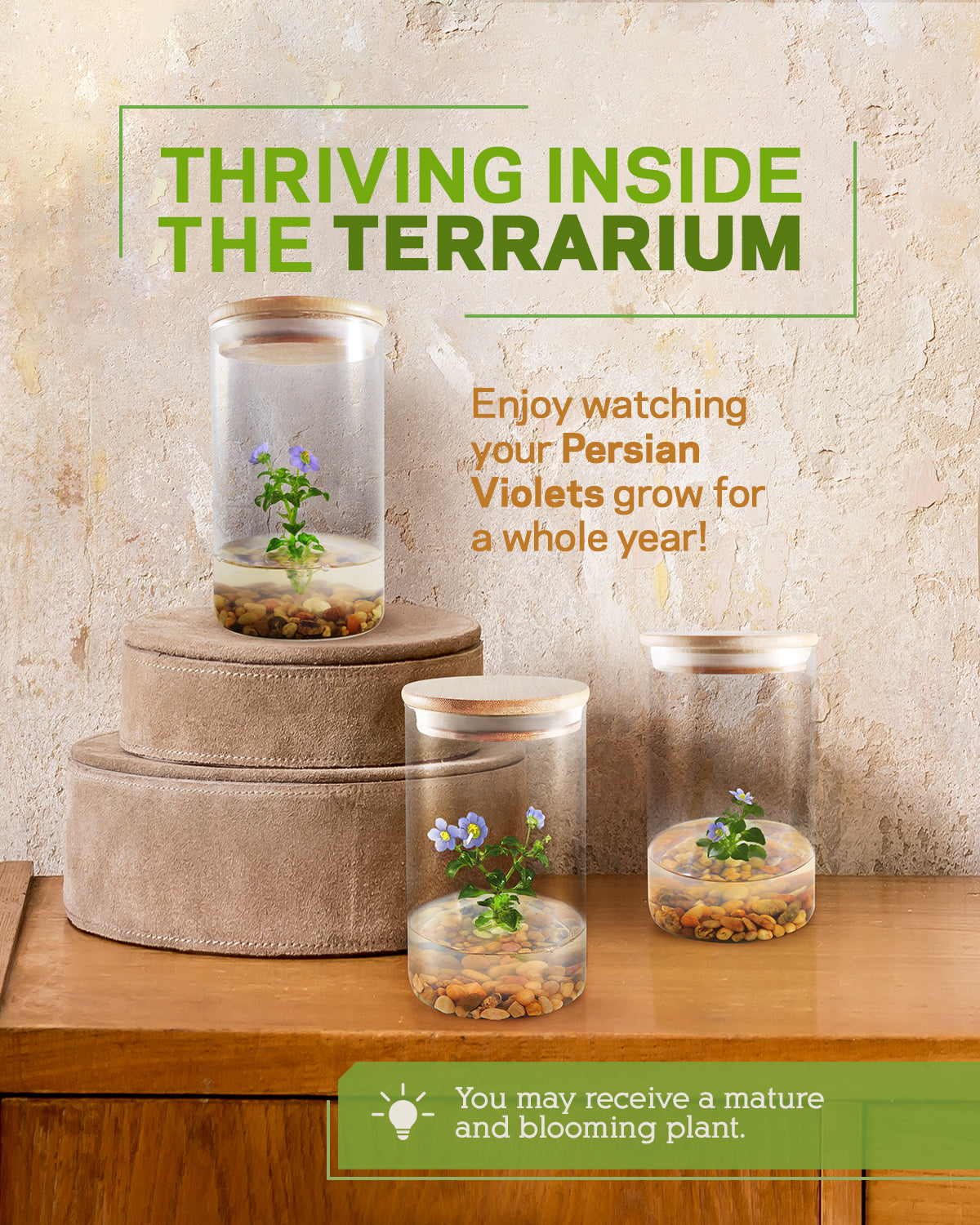persian violet indoor plant Persian Violet (Exacum Affine), Rare Violet Flower Terrarium, Anniversary Gift