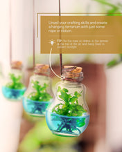 Load image into Gallery viewer, Venus Flytrap Terrarium, Signature Product, Amazon&#39;s Choice, Walmart Best Sellers #1 in 2022
