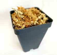 Load image into Gallery viewer, Transplant Kit, Spagmoss Peat Moss with 1 Planter, For All Orchids
