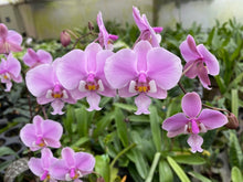 Load image into Gallery viewer, Phalaenopsis Schilleriana &#39;TKB&#39;, Schiller&#39;s Phalaenopsis, Popular Pinky Flowers
