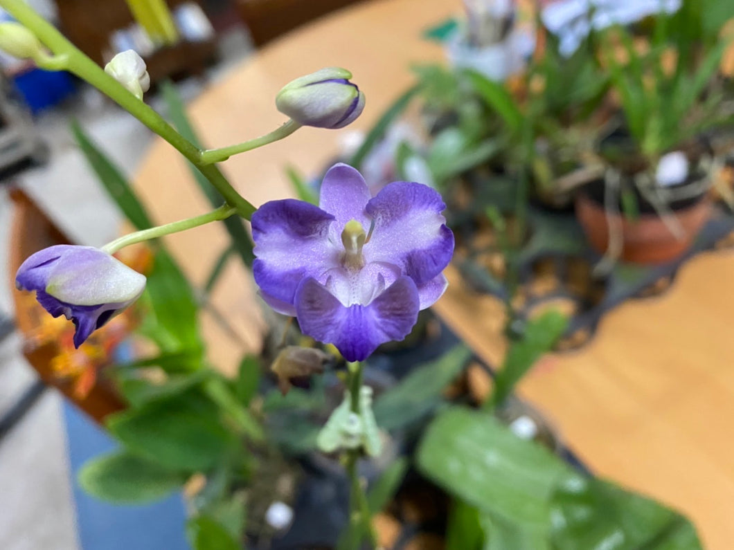 [NEW] Phalaenopsis Pulcherrima Coerulea Splash, The Beautiful Doritis, Potted