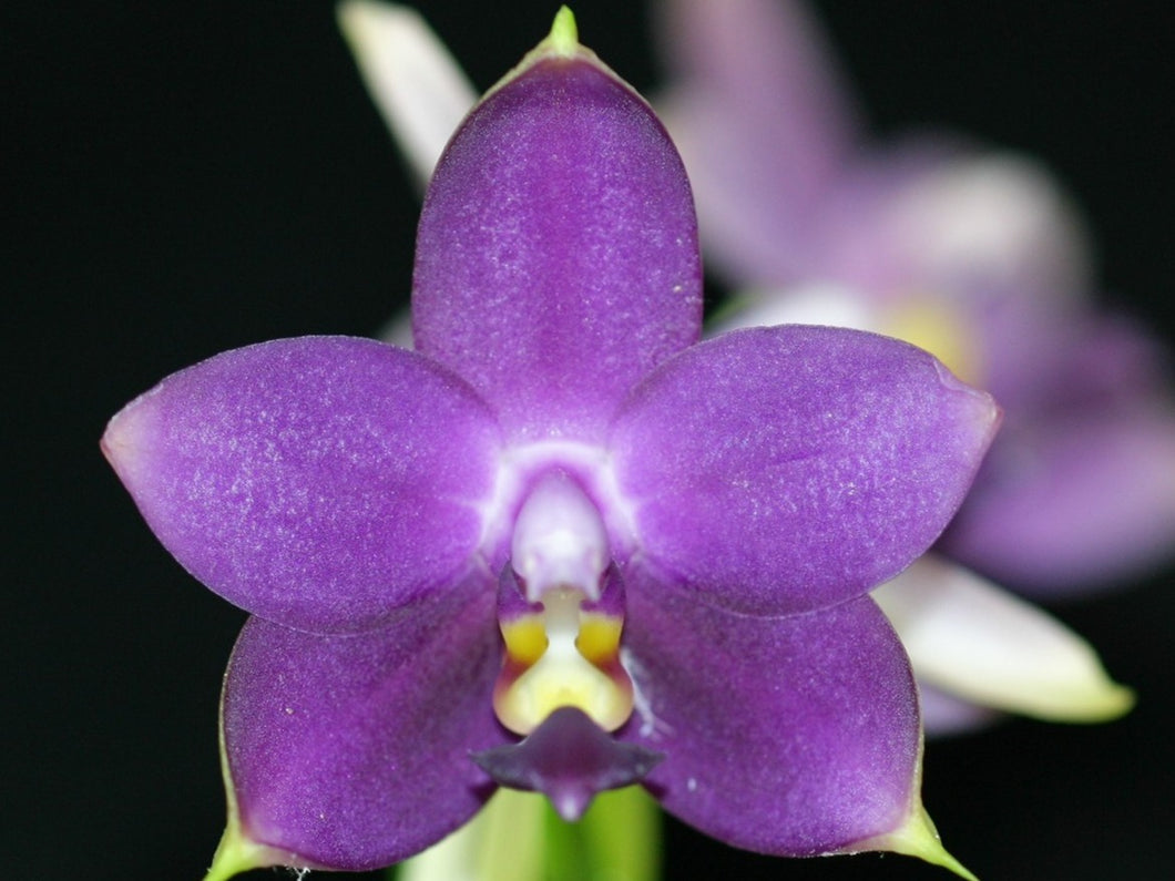 Phalaenopsis Violacea Coerulea 'Indigo', The Violet Phalaenopsis, Rare Blue Flower
