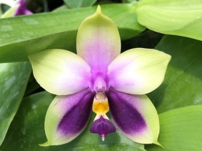 [TOP SELLER] Phalaenopsis Bellina Coerule, The Beautiful Phalaenopsis, Fading Violet Flower