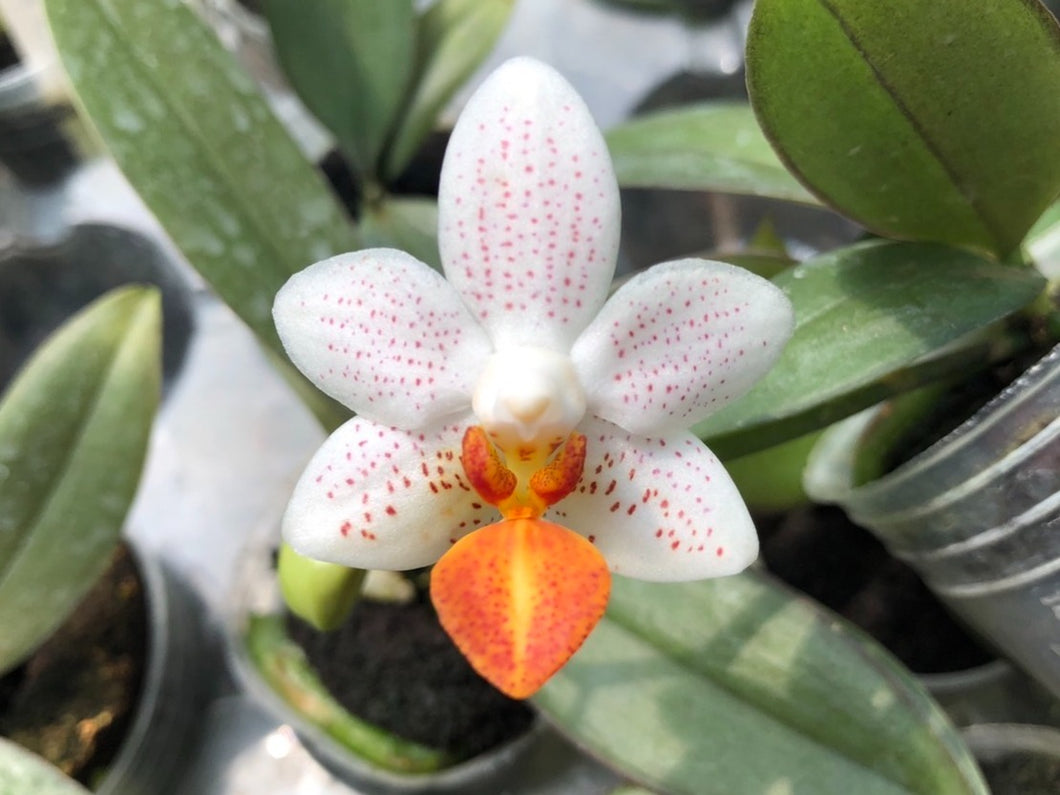 [BEST SELLER] Phalaenopsis Mini Mark 'Holm', Creamy White Flower with Purple Spots