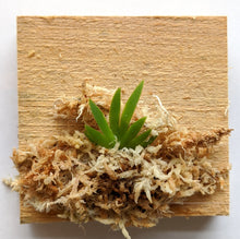 Load image into Gallery viewer, Psygmorchis Pusilla, Miniature Oncidium Orchid, Wood Mount
