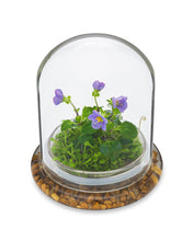 Load image into Gallery viewer, Persian Violet (Exacum Affine) with Sundew Moss, All Season Flowering, Dome Glass
