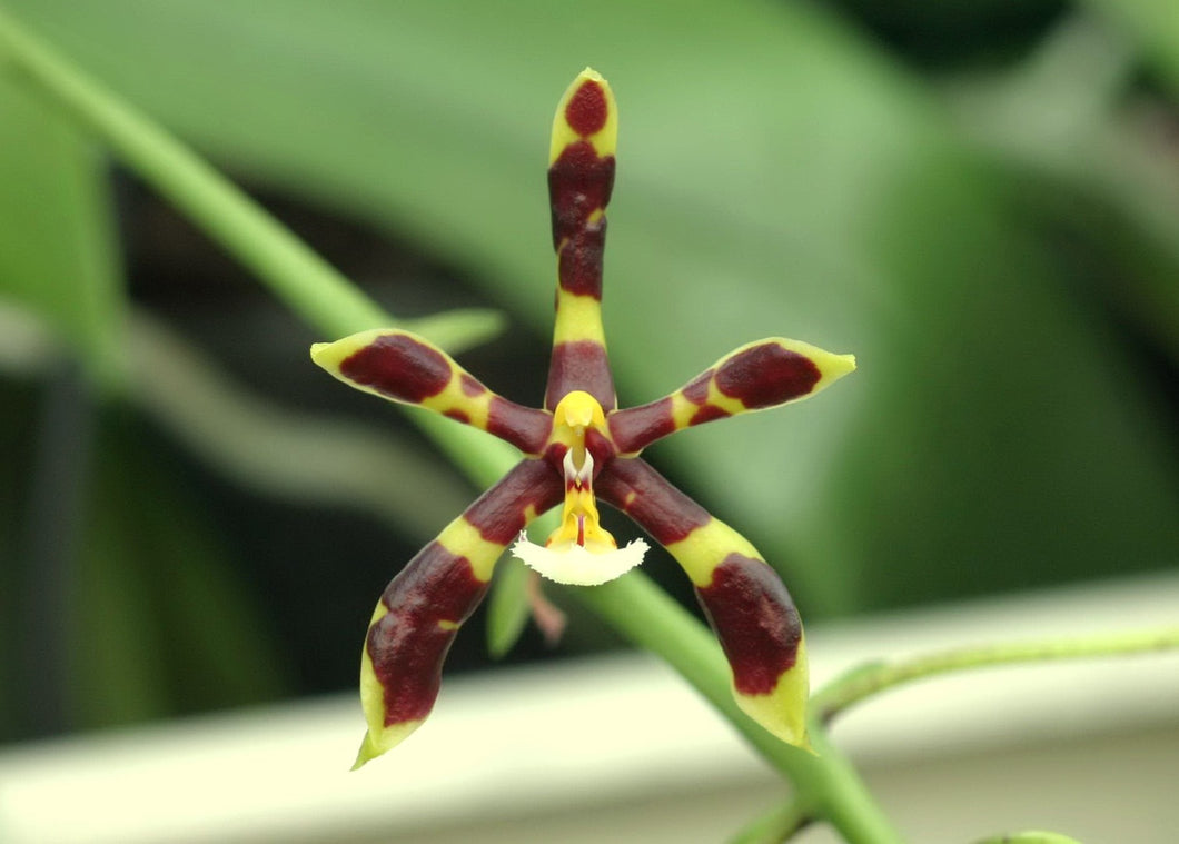 Phalaenopsis Mannii 'Black' (Mann's Phalaenopsis), Honey Bee Color Flower - Orchid Gene