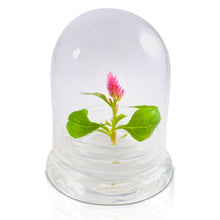 Load image into Gallery viewer, Live Celosia Terrarium, Cockscomb, Zero Care, Always Blooming, Great for Work and Home
