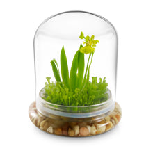 Load image into Gallery viewer, Everlasting Orchid Terrarium with Sundew Moss - Psygmorchis Pusilla – Self growing, Maintenance free, Unique Gift.
