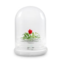 Load image into Gallery viewer, Zero Care Rose, Flower Terrarium, For Your Lovely One
