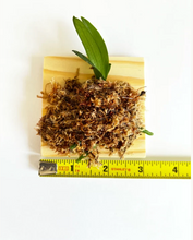 Load image into Gallery viewer, Phalaenopsis Liu&#39;s Berry &#39;Trinitiy&#39;, 3 lips Phal
