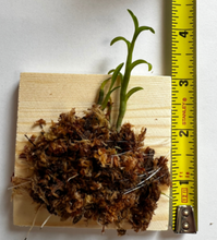 Load image into Gallery viewer, Dendrobium trantuanii
