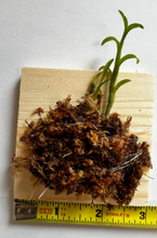 Load image into Gallery viewer, Dendrobium trantuanii
