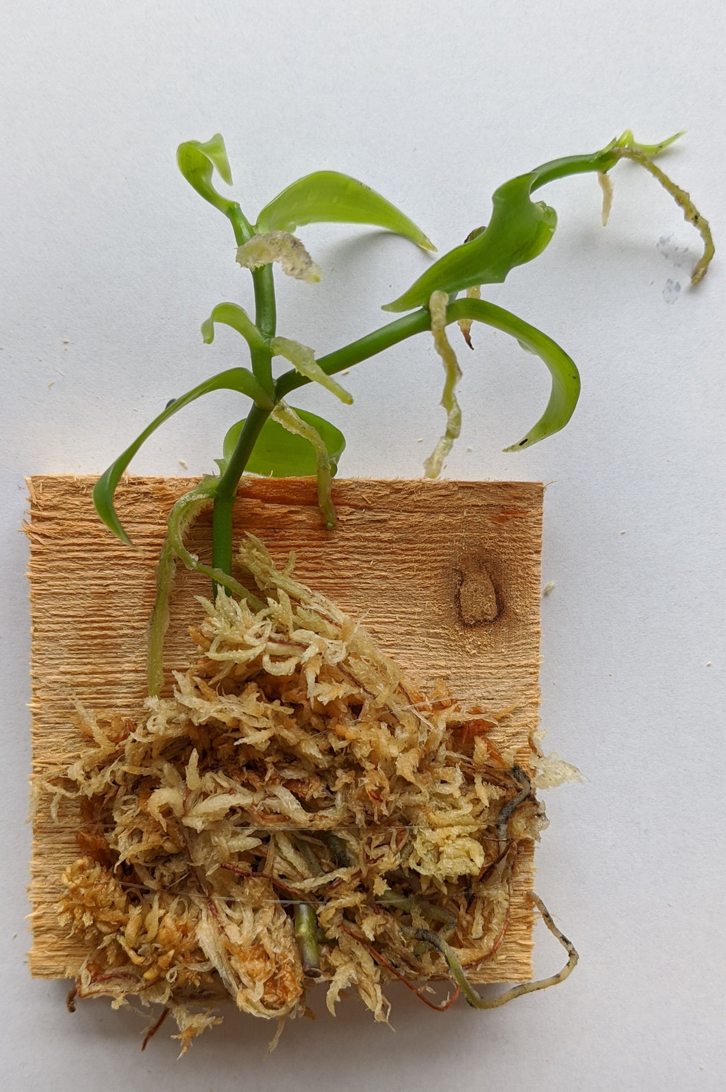 Vanilla Planifolia, Miniature Vanilla Orchid, Sources for Vanilla Flavoring, Wood Mount