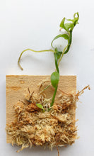 Load image into Gallery viewer, Vanilla Planifolia, Miniature Vanilla Orchid, Sources for Vanilla Flavoring, Wood Mount
