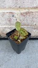 Load image into Gallery viewer, Macodes Sanderiana (Jewel Orchid), Lighting Bolt Patten (Golden Veins), Potted
