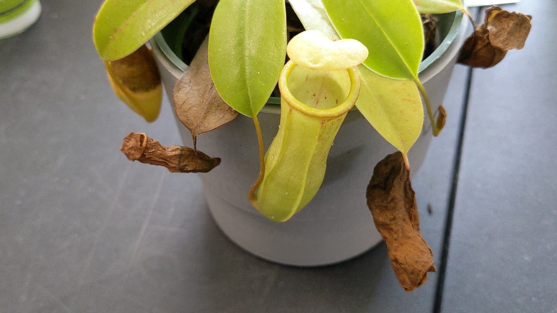 Orchid Gene Venus Flytrap Food, Solid Gel Carnivorous Plant 2.5OZ. Designed  for Fly Trap, Sundew, Pitcher Plants and Other