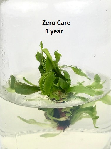 venus fly trap indoor plant DCXL Venus Fly Trap Flytrap Terrarium -Carnivorous Plant -Dionea -Glass bottle-Indoor plants
