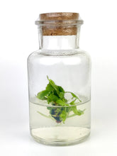 Load image into Gallery viewer, DCXL Venus Fly Trap Flytrap Terrarium -Carnivorous Plant -Dionea -Glass bottle-Indoor plants -Insects bugs-Live House Plant -Gift for him
