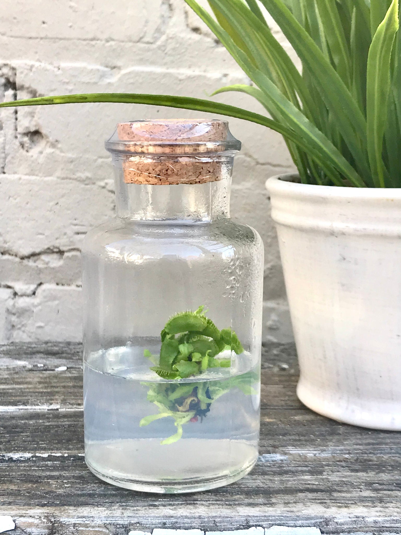 fly traps indoor plant DCXL Venus Fly Trap Flytrap Terrarium -Carnivorous Plant -Dionea -Glass bottle-Indoor plants