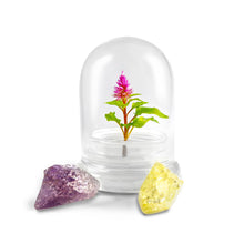 Load image into Gallery viewer, Celosia Flower Terrarium-Cockscomb-Blooming- glass jar-indoor house live plants-anniversary gift-wedding favor-bridesmaid gift-gifts for her
